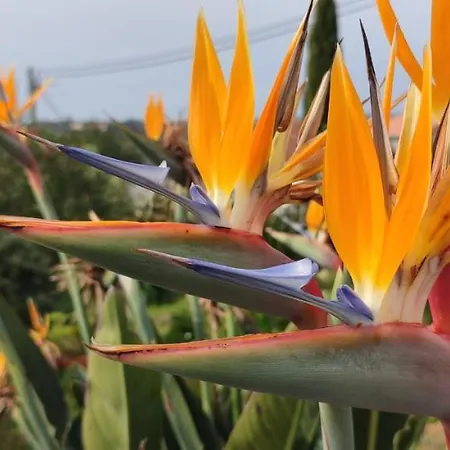 Kyrios Arts Atelier With Use Of Private Swimming Pool Carrascal (Leiria)